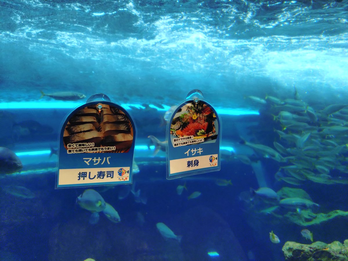 しおん🦅 (@shn72fb) / Posts / X