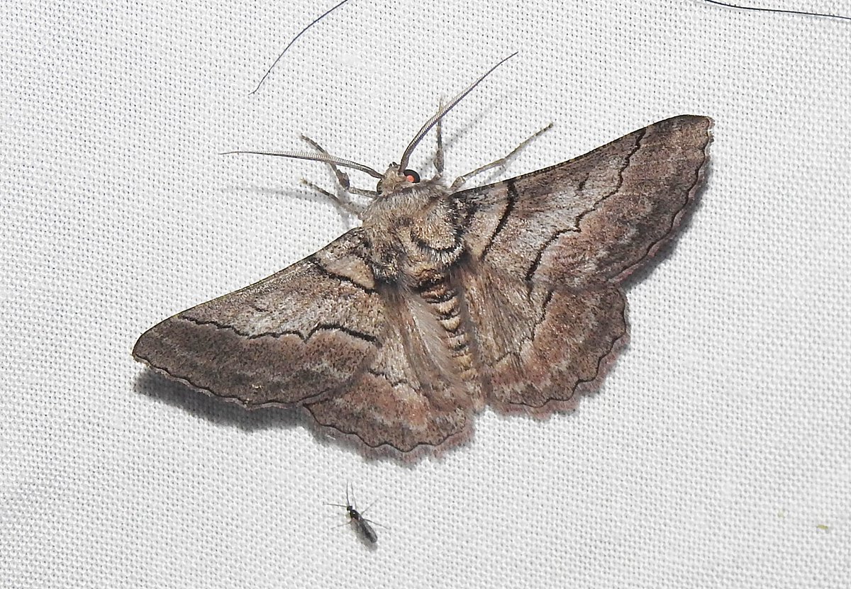 Entomological Society of Victoria 🐛🐜🦟🐞🕷️🦗 tweet media