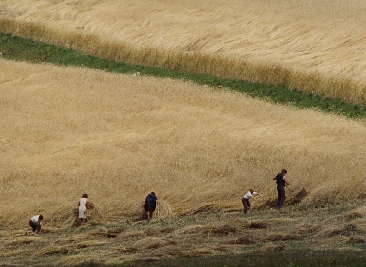 Naturallibres's tweet image. Aquell any els pagesos, de tot el que havien sembrat, en van collir poesia.

🌾 Abbas Kiarostami naturallibres.com/producto/el-ve… 💚  @EdKarwan