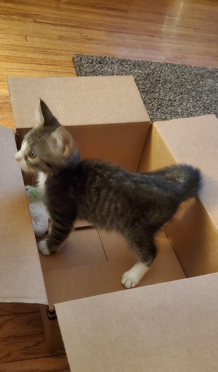 KimsRustyWheels's tweet image. Today is my baby boo's 1st birthday. I got him on March 8th when he was 9wks old. He is 1 year old today. I love him! ❤️