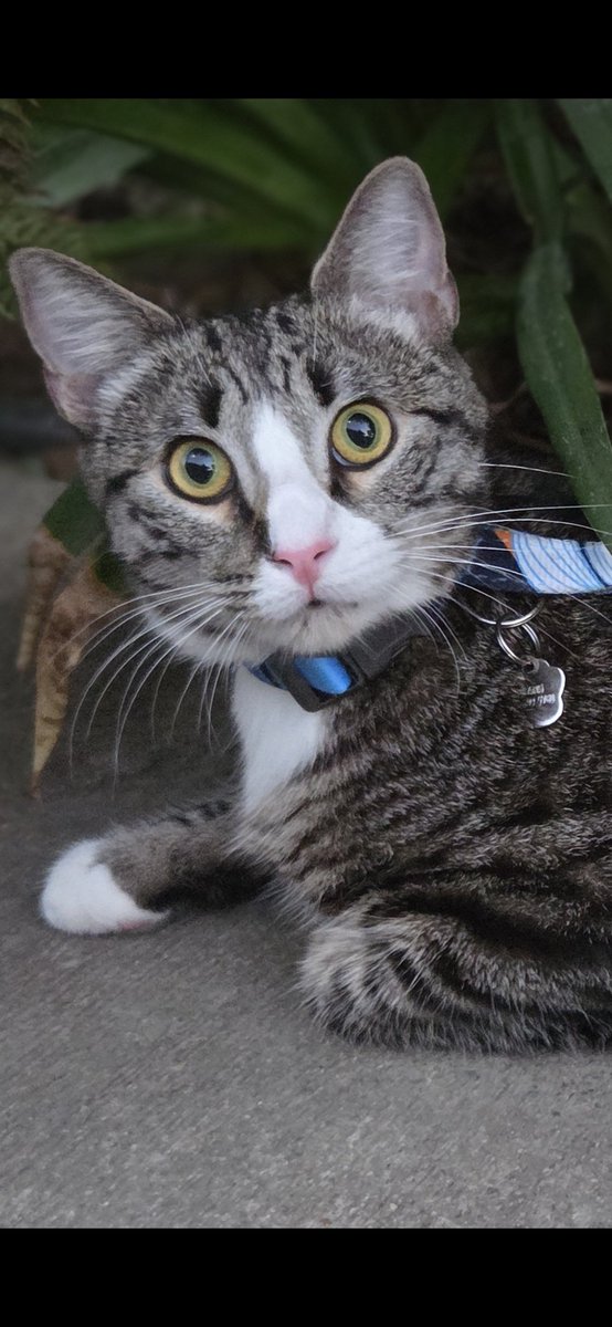 KimsRustyWheels's tweet image. Today is my baby boo's 1st birthday. I got him on March 8th when he was 9wks old. He is 1 year old today. I love him! ❤️