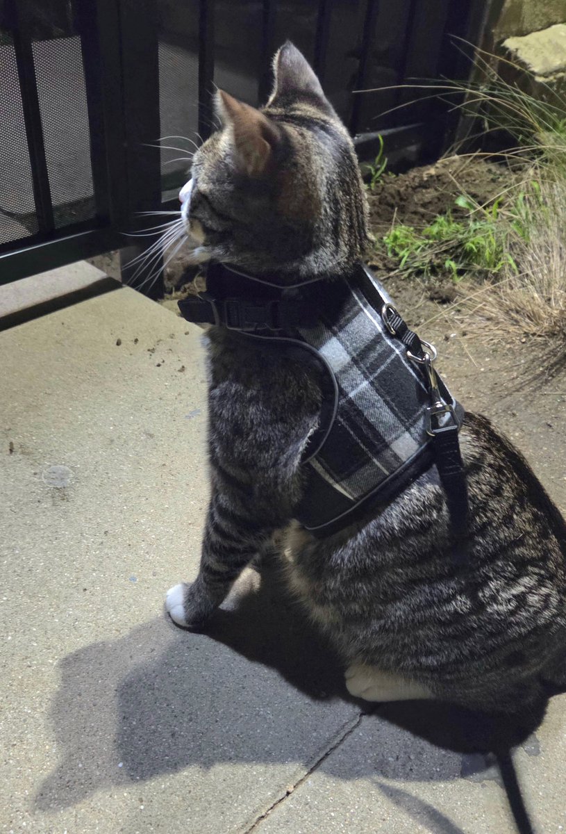 KimsRustyWheels's tweet image. Today is my baby boo's 1st birthday. I got him on March 8th when he was 9wks old. He is 1 year old today. I love him! ❤️