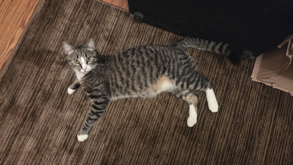 KimsRustyWheels's tweet image. Today is my baby boo's 1st birthday. I got him on March 8th when he was 9wks old. He is 1 year old today. I love him! ❤️