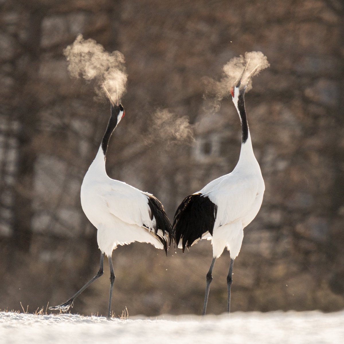 タンチョウの息が燃えていた