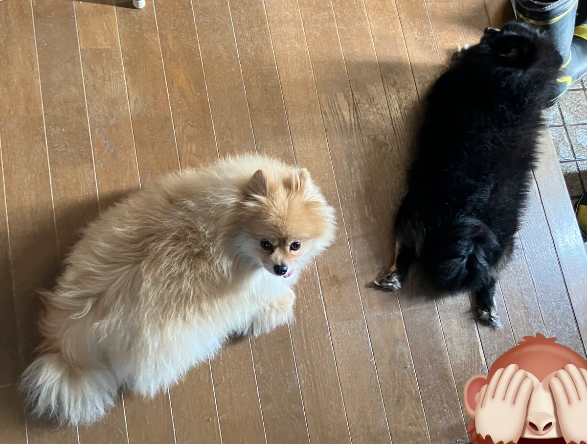 めめこ犬 (@szm8v8) on X