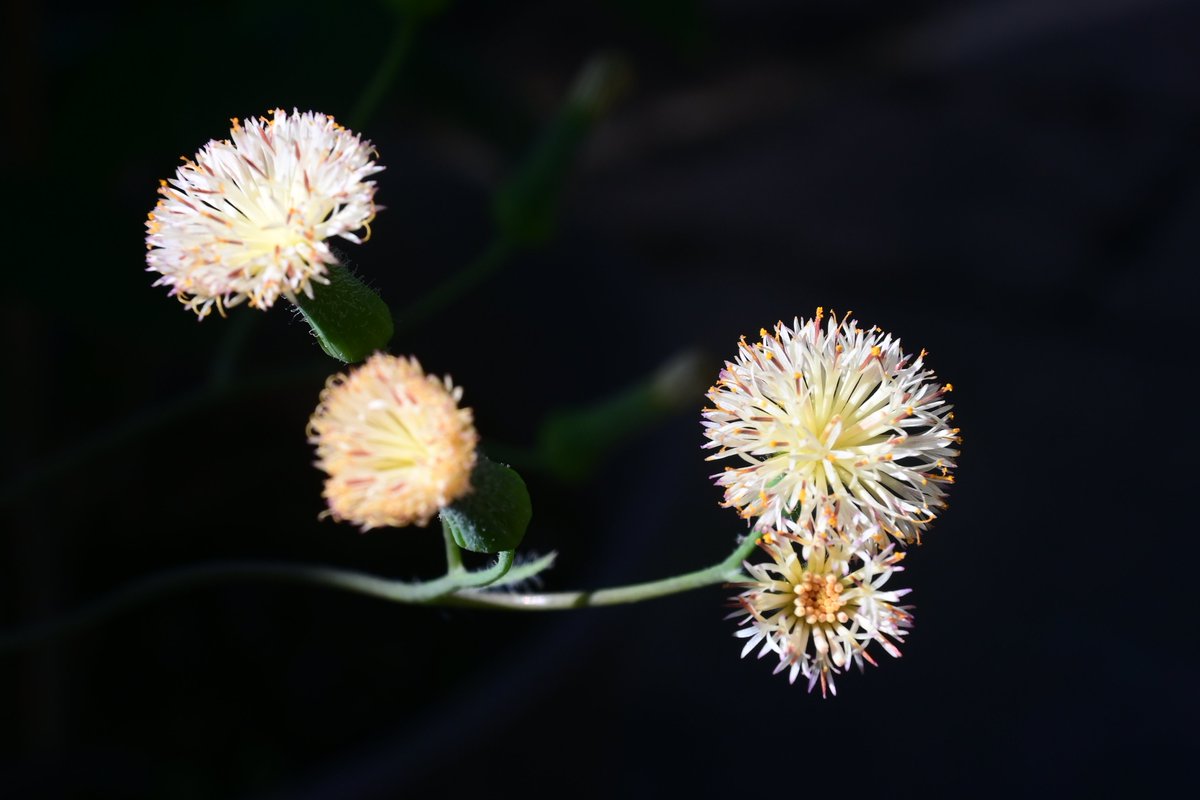 naoki_const's tweet image. 蒲公英嗎？