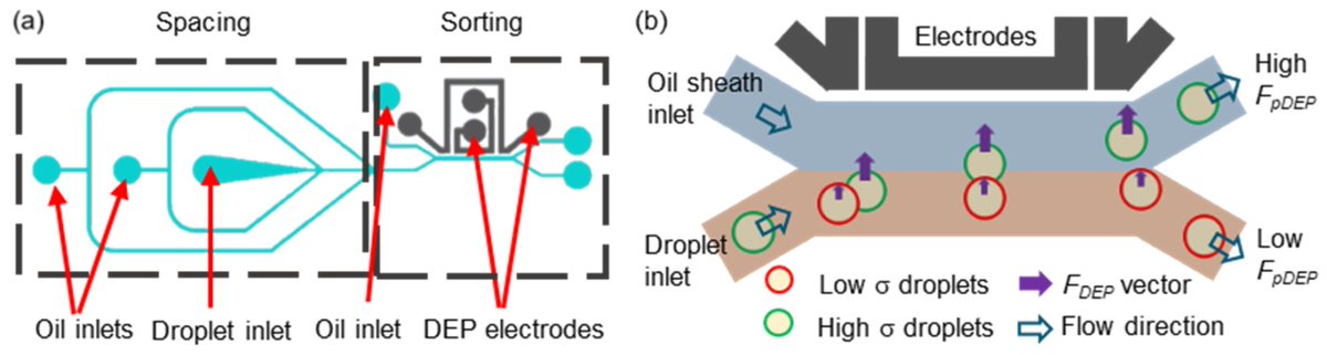 Biosensors_MDPI's tweet photo. 📣Call for Reading:
#Article
A Label-Free Droplet Sorting Platform Integrating Dielectrophoretic Separation for Estimating Bacterial Antimicrobial Resistance
by Jia-De Yan, et al.
https://t.co/vox2peli1r
#LabelFree #DropletMicrofluidics #AMR
#biosensors #mdpi #openaccess https://t.co/B5yAcIcVHj