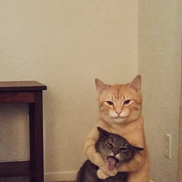 nullseekers's tweet image. ️️ 

( Anjay, thank you, Teyoy! Gak sia-sia ngepantun kaga jelas ntuh. ) @TamagoPost

️️