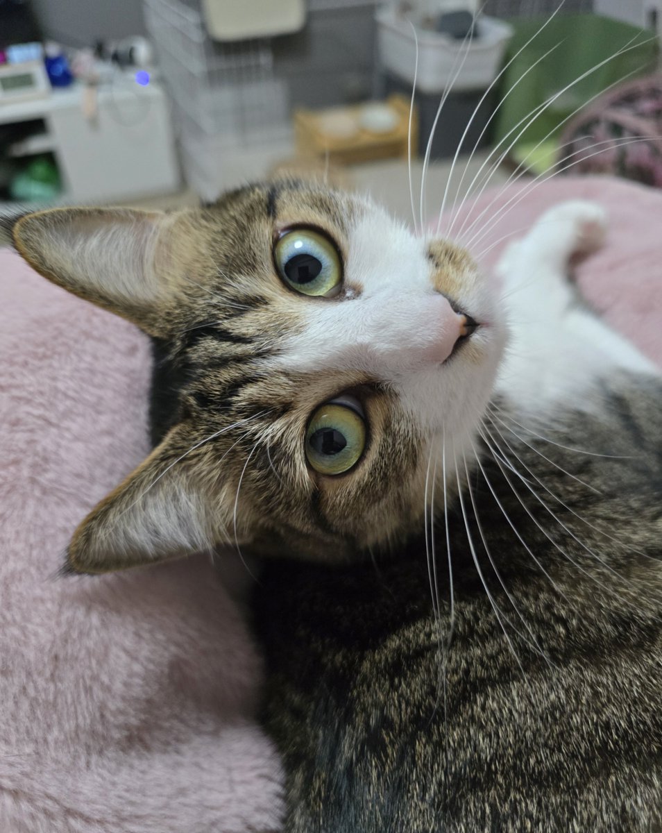 まりもちゃん！と🧌 (@marimo2021915) / Posts / X