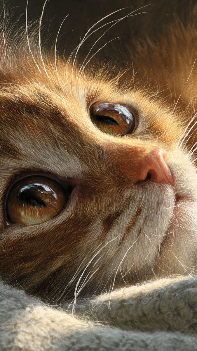 DailyCatsX's tweet image. 