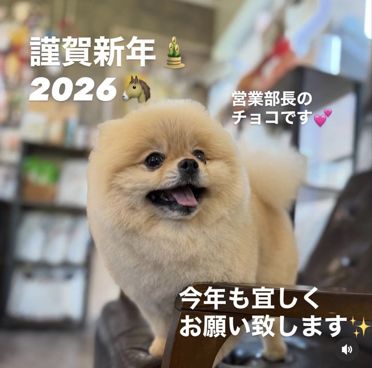 .
明けまして
おめでとう御座います🎍

2026年の幕開けは
営業部長のトリミングから✂️

今年は午年🐴

馬が合う
最高のバディと一緒に

繁華街（飲食店）には
笑顔を😆

夕方出勤の店頭では
癒しを😊

変わらぬ接客で
届けて参ります☆

当店も明日（5日）から
営業開始
どうぞ
宜しくお願い致します🙇‍♀️