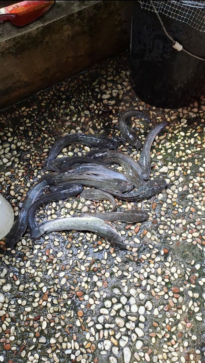 yesi arab yang ke-5 versi ramadhan skripsian tweet media