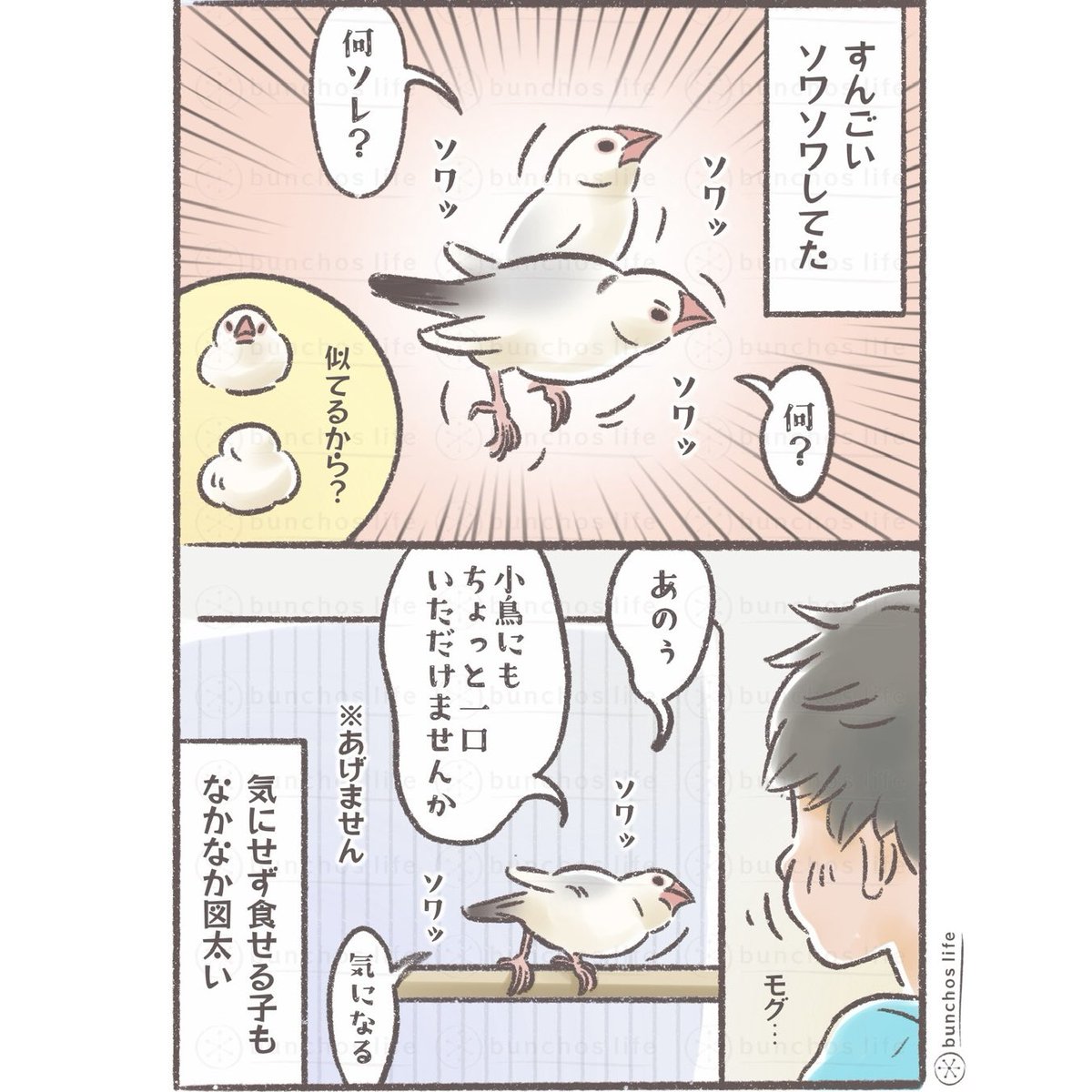 餅が気になるモチ文鳥
#文鳥 
#4コマ漫画 