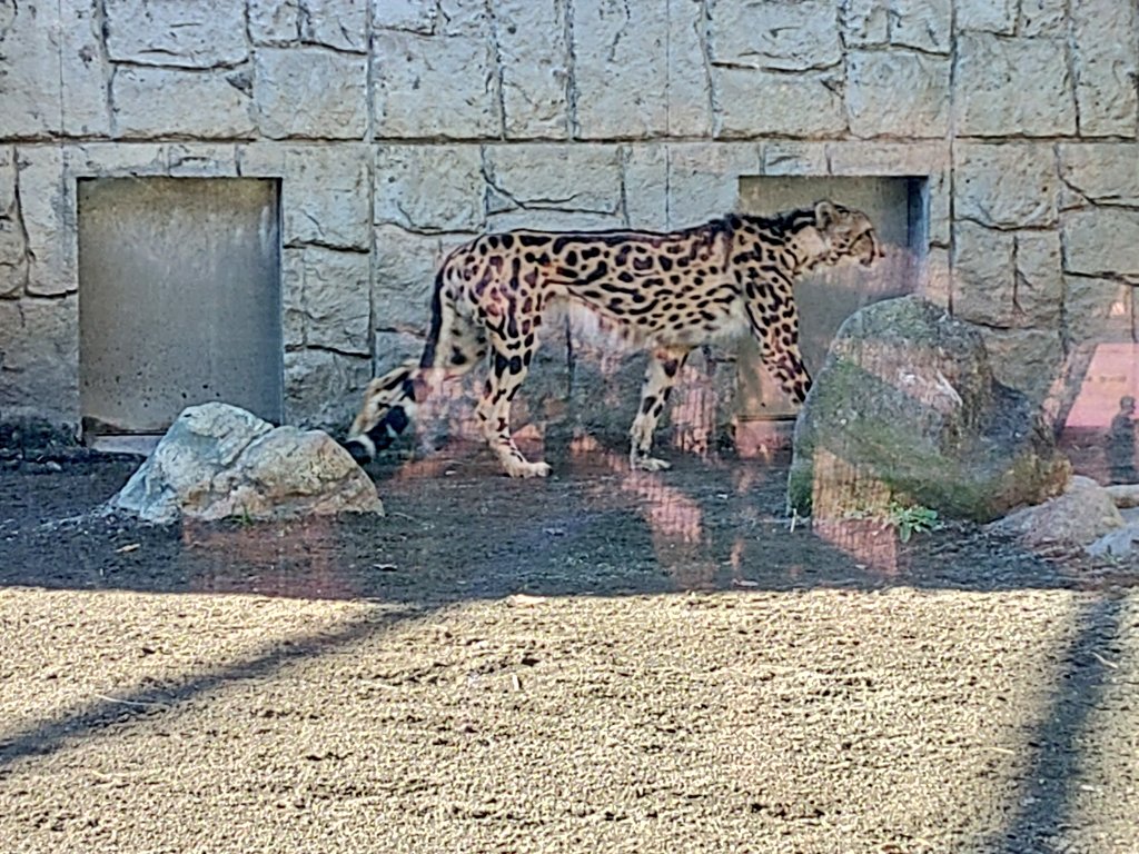 ライオン！トラ！チーター！