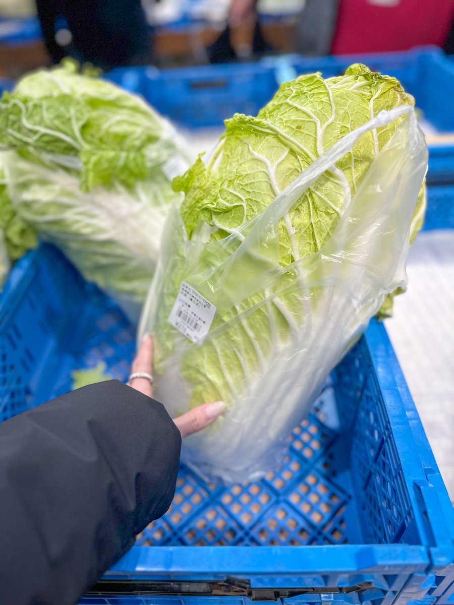 白菜 バケモンみたいな大きさの白菜が400円くらいで売ってた