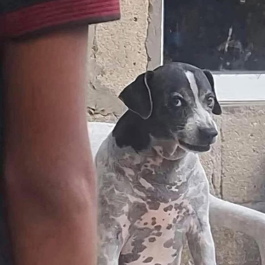 como pode eles serem tão burros