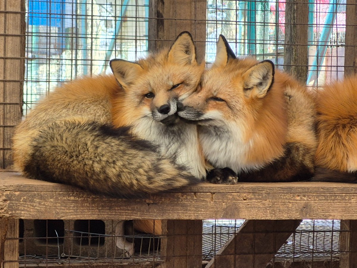 宮城蔵王キツネ村(公式)🦊 (@kon_fox_village) / Posts / X