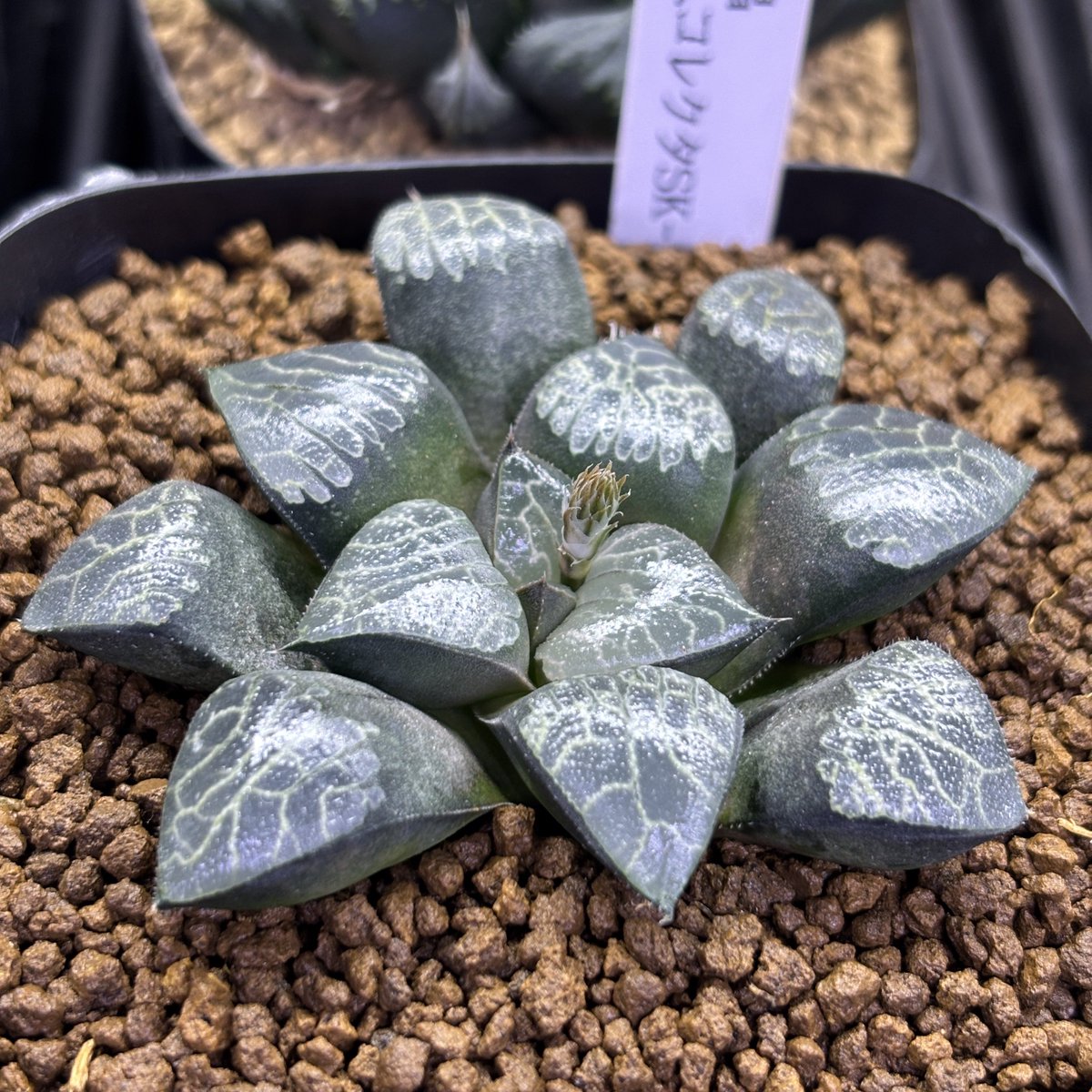 札付き♥️シムランス✕ラコロ✨ GreenBros (@GreenBros_2025) / Posts / X