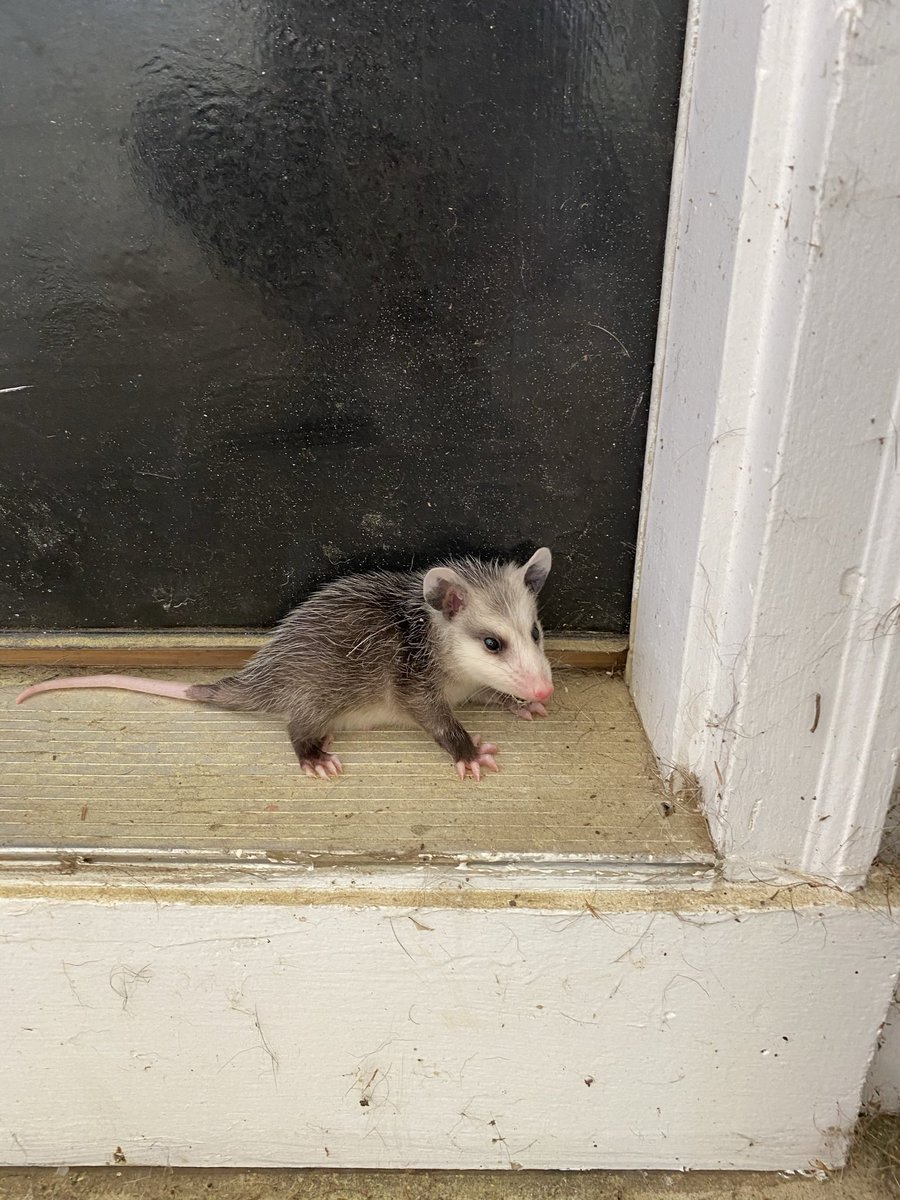 Possumeveryhour.io (@possumeveryhour) on Twitter photo 