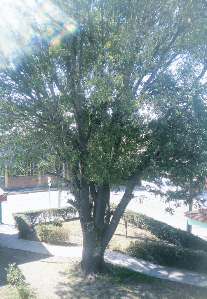 I2bcr's tweet photo. @sosapach_ @GobiernoCholula Buen día.

Llevo varios meses reportando este árbol.

Está muy alto.

Se ubica en área municipalizada de San Pedro Cholula.

No han servido oficios.

No han servido los "miércoles del pueblo".

@GobiernoCholula no viene a darle mantenimiento.

#TransformaciónParaTodasYTodos. https://t.co/UH5q7TZBJ8