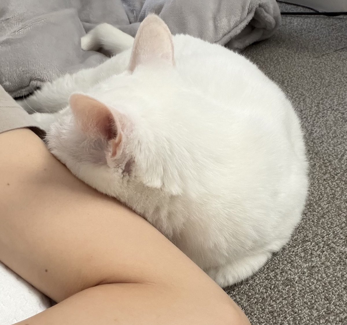 まーページ♡新規様リクエスト♡ ぐう⟡꙳ =͟͟͞͞🌰ヽ( '-'ヽ)ｷｬｯﾁ (@zu_to_guu) / Posts / X