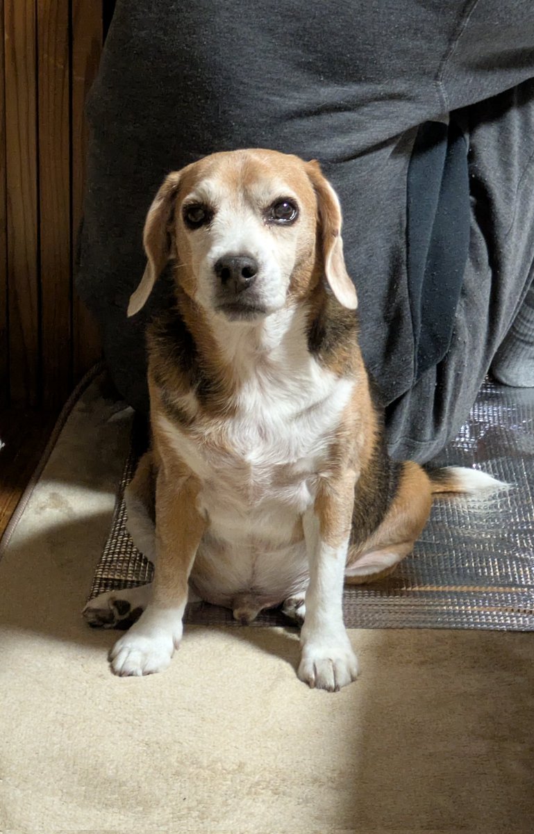 deskstan's tweet image. 視線を感じる