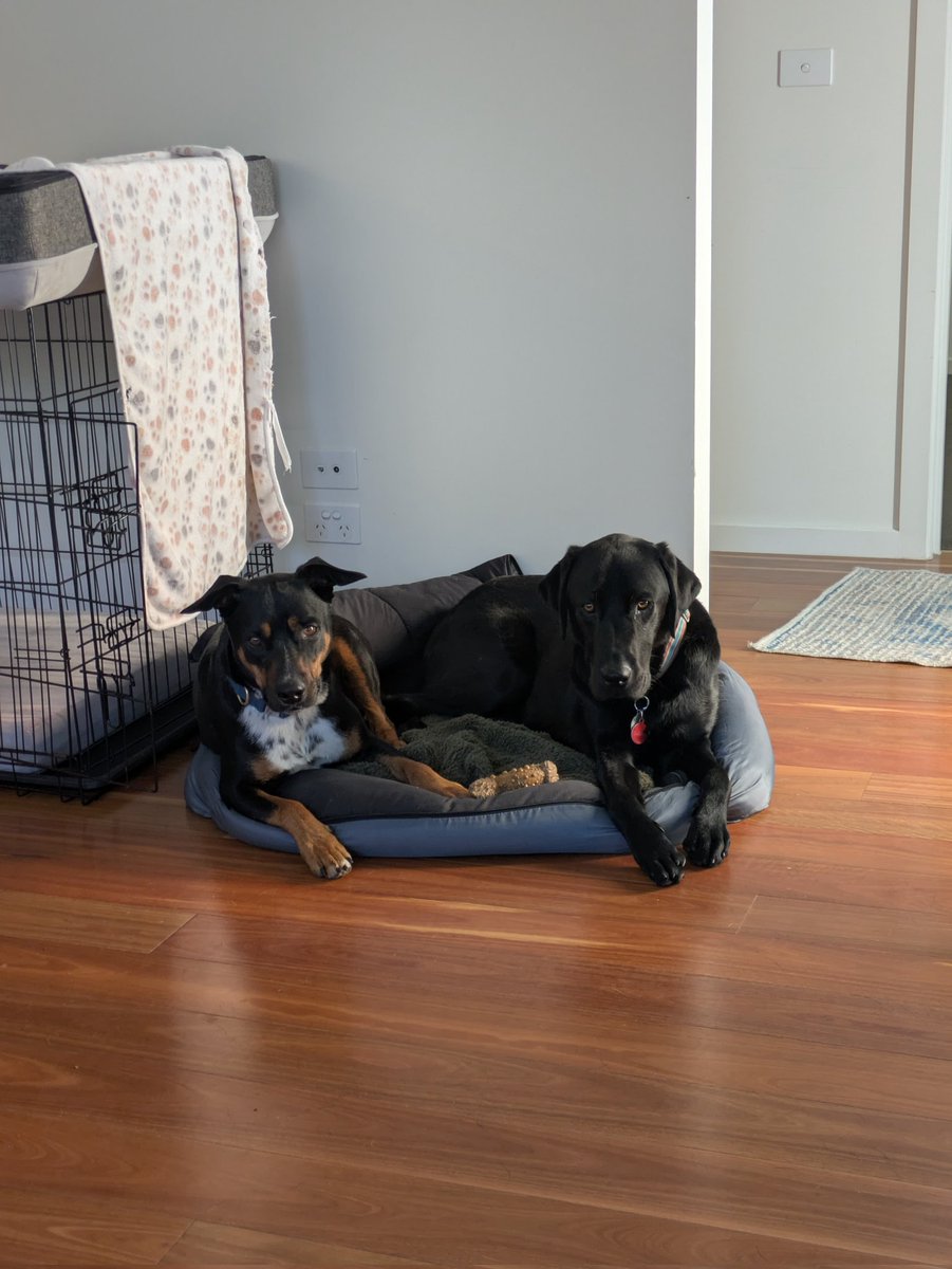 Rightbrainhuman's tweet photo. @IAmPascio pet sharing community that I am building to reduce human &amp; pet loneliness and financial burden :) 
My dog is a board member 😄

https://t.co/okVXp4dzjy

Photo of my dog(black lab) and my community member's dog who is staying at my place atm. https://t.co/nj4uuQwO3H
