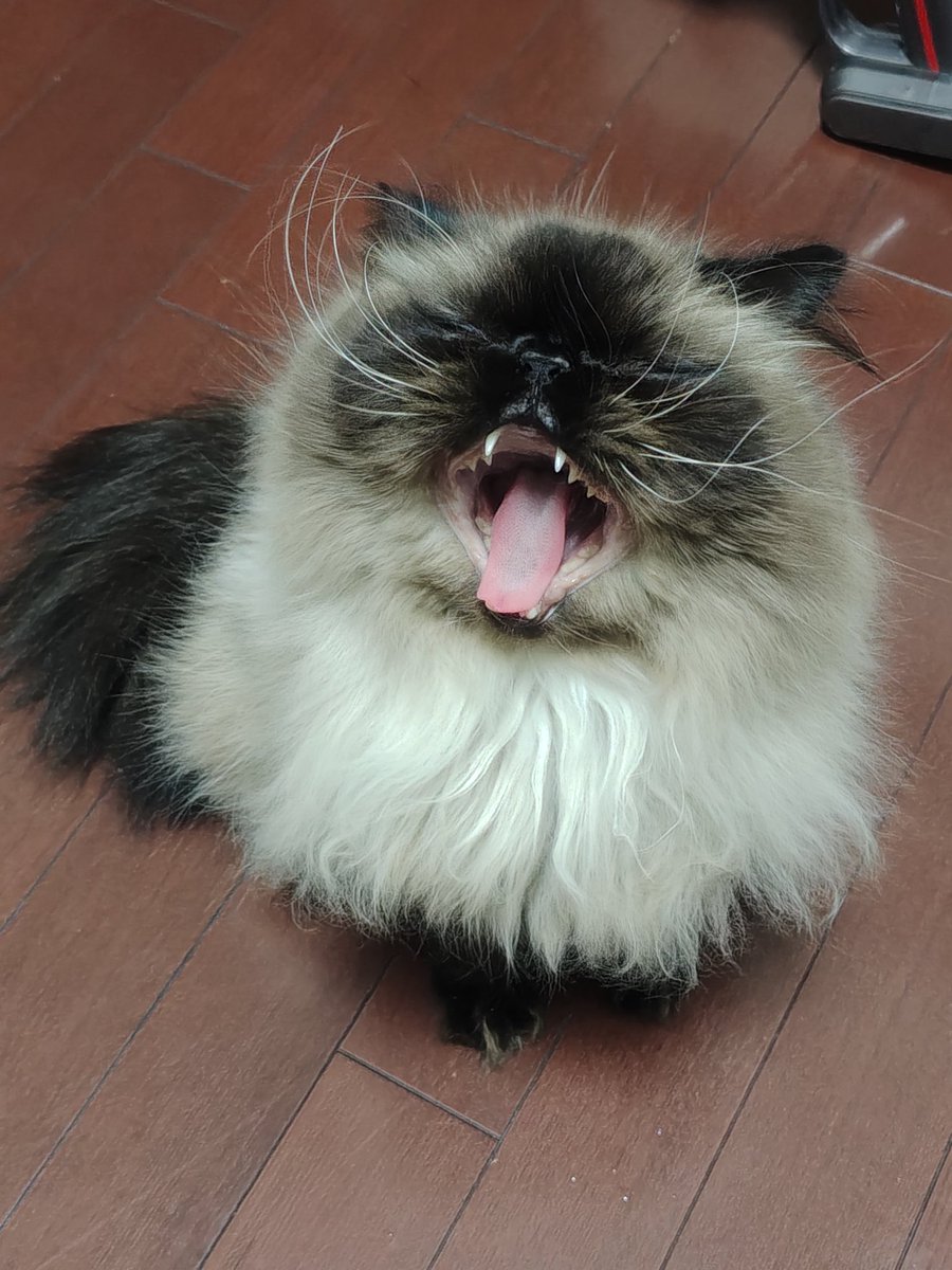 むぎねこ むぎ（猫）公式サイト