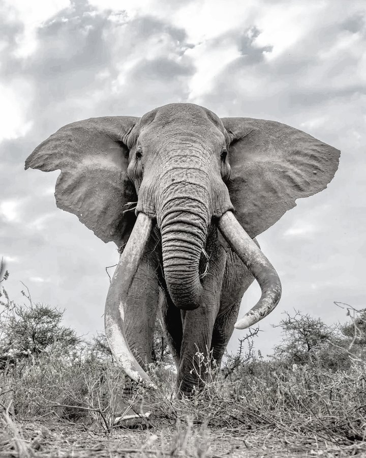 Salamanda🐼 tweet media