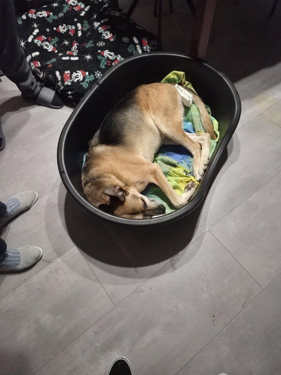 The start of the new year already went bad we had to put our dog asleep because he had lymphatic cancer I will miss you lil friend its always hard to say goodbye especially when you held them before they closed their eyes one last time ;-;