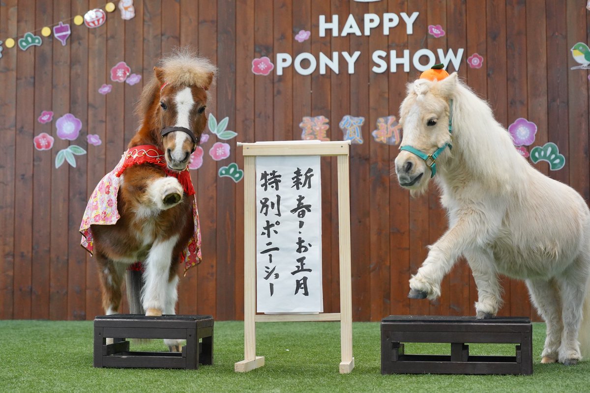 northern_horse's tweet photo. 新春特別ポニーショーを2026年1月1日（木）〜3日（土）に開催しました！

それぞれのポニーが思いおもいの晴れ着姿で登場する中、チャチャくんは頭にみかんを乗せた鏡餅姿で登場し、会場を和ませてくれました。

たくさんのご来園、ありがとうございました。

今年も「ハッピー ポニーショー」をどうぞよろしくお願いします！！
