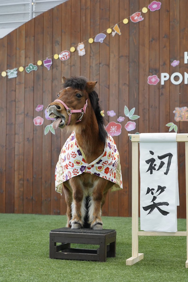 northern_horse's tweet photo. 新春特別ポニーショーを2026年1月1日（木）〜3日（土）に開催しました！

それぞれのポニーが思いおもいの晴れ着姿で登場する中、チャチャくんは頭にみかんを乗せた鏡餅姿で登場し、会場を和ませてくれました。

たくさんのご来園、ありがとうございました。

今年も「ハッピー ポニーショー」をどうぞよろしくお願いします！！