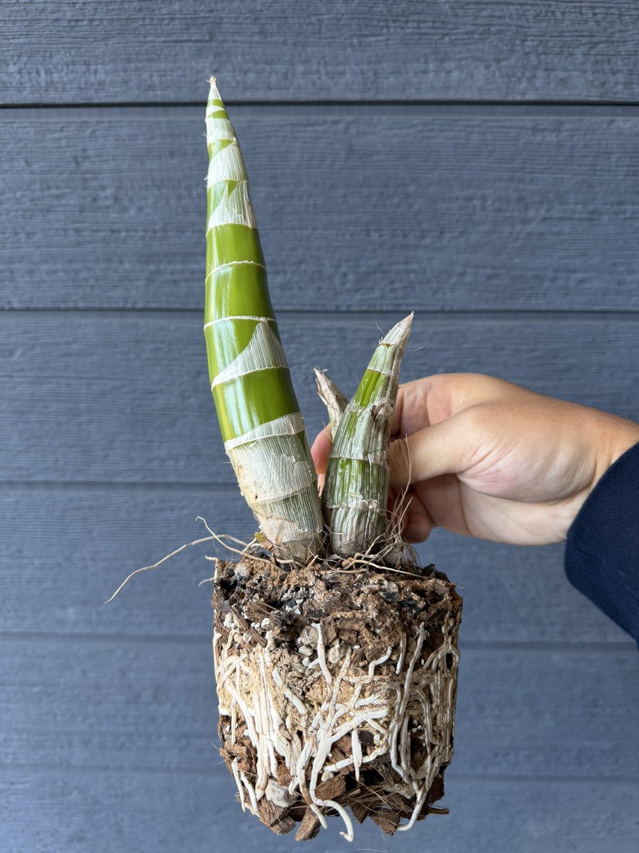 北条早雲@タケノコ蘭沼 (@chakky12031020) / Posts / X