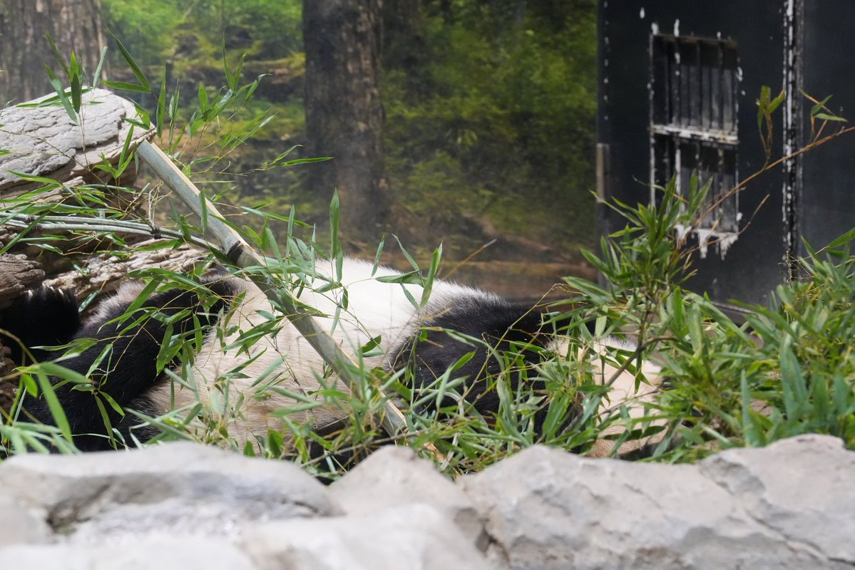 本日のシャオレイ
ぐっすり寝ててかわいい🥰
レイちゃん竹まみれになってた🤭
📷2026.1.4
#シャオシャオ #レイレイ
#ジャイアントパンダ