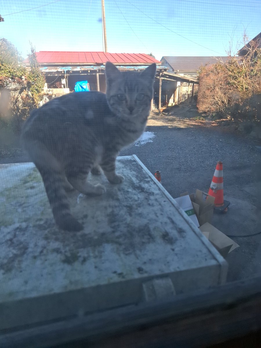 年始一杯目は相澤屋さんで豚骨醤油
食べてる途中に視線を感じて窓の外を見るとネコちゃんにめっちゃ見られてた🤣
お前かわいいな！
今年もよろしくお願いします！