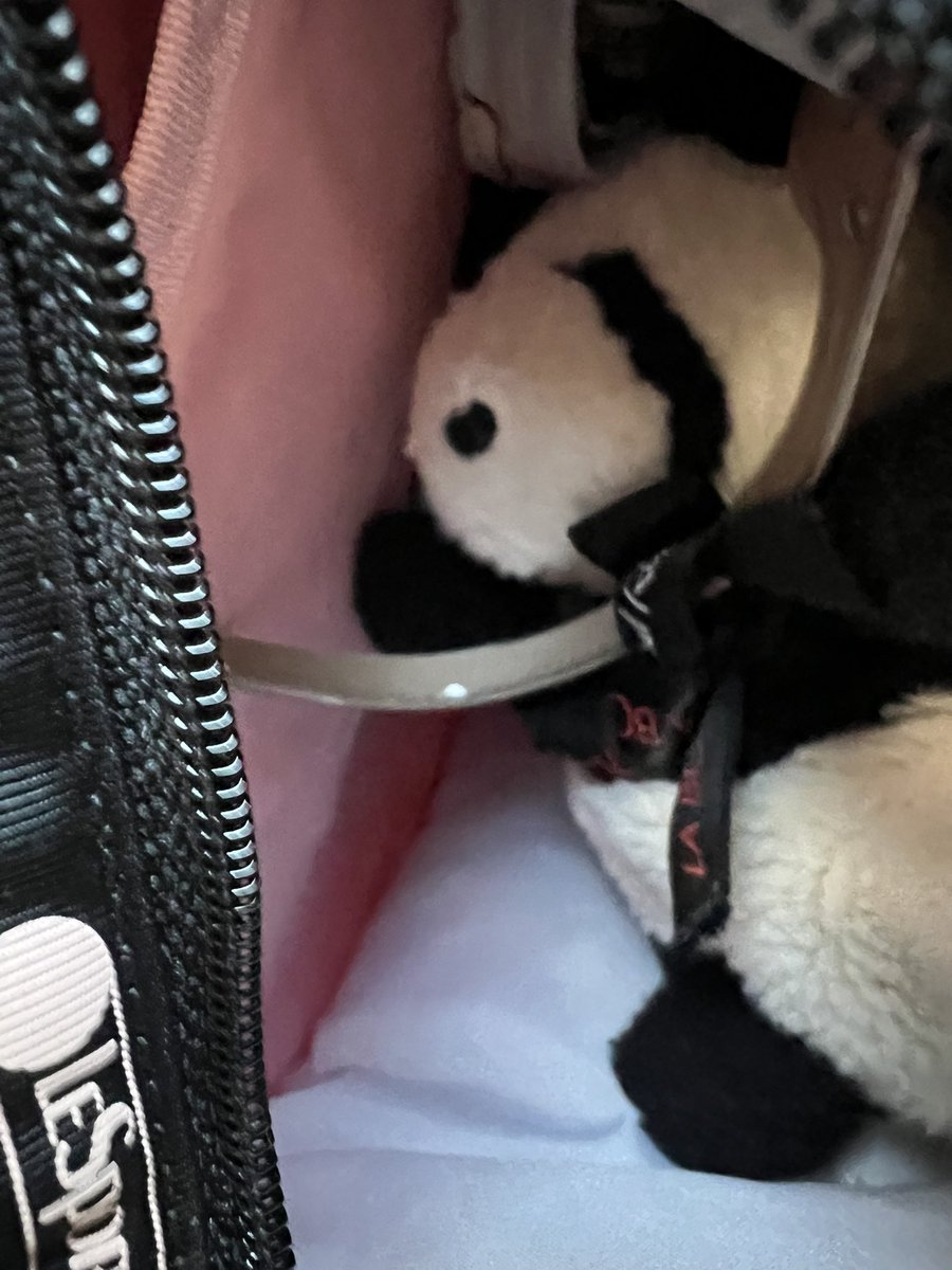 窓の撮影会。間に合うかどうかわからないけれど、とりま榊様連れて向かいます💦（🐼…ドールスタンドに引っかかりながら密航中……。）

🐼「ぐえええ…苦しい」