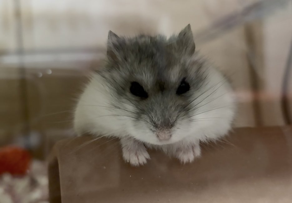 ハムスターさん専用　参考写真 グラスハーモニー | ハムスター飼育ケージ | ジェックス