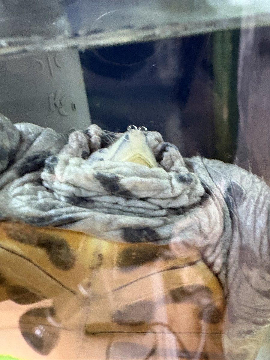 😴💤

#ダイヤモンドバックテラピン
#DBT
#カロリナ