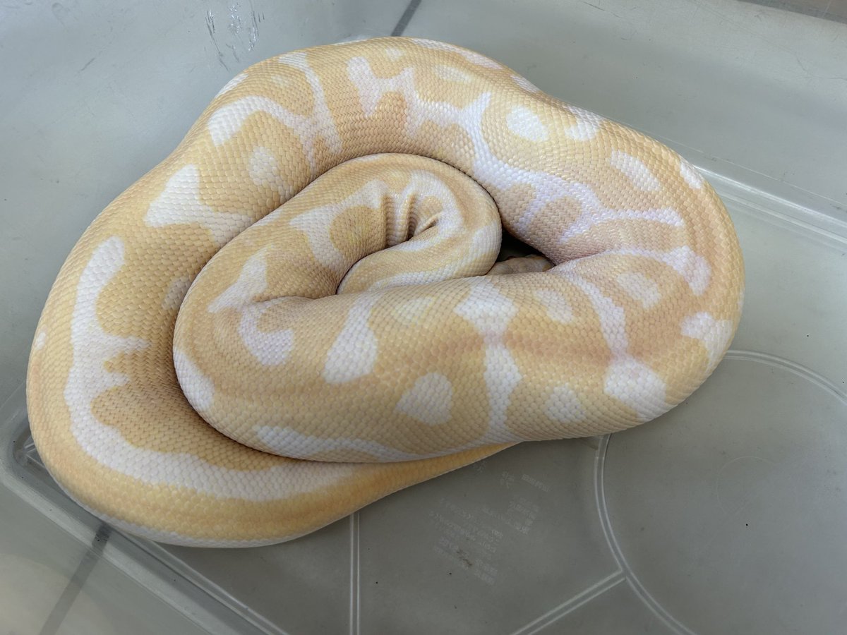 買い取りました‼️ ボールパイソン アルビノレオパード ♀ 約2.12kg