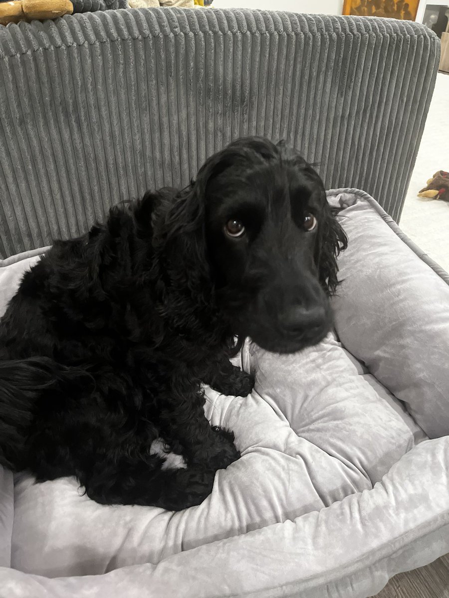 新しいベッドをプレゼント🎁 TJMaxx(ディスカウントストア)で、値札のなかったベッド。レジに持って行ったら「これいくら？」って聞かれて、「20ドル くらい？」って言ったら20ドルになった笑 もっと安く言えばよかった😂