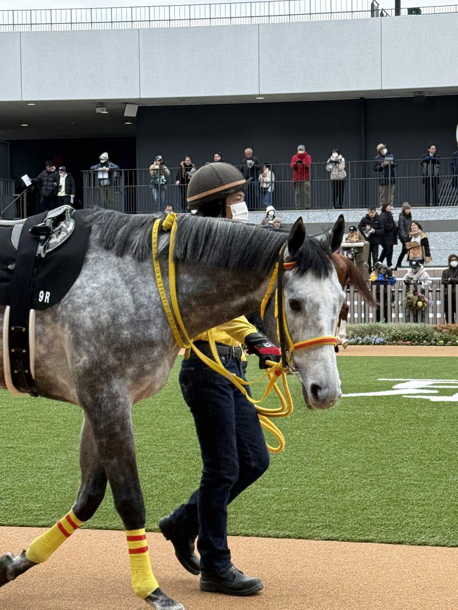 ChhiF's tweet image. 京都9レース
天ヶ瀬特別
ゴールドシップ産駒 
クリノフィガロ🌰
頑張！