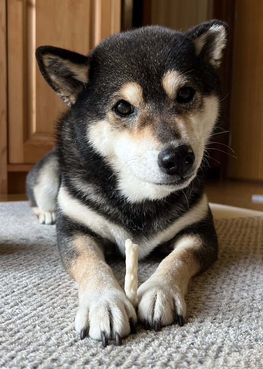 🎂🎂Happy 13th Birthday🎂🎂 チャッピーが作ってくれた画像も可愛い