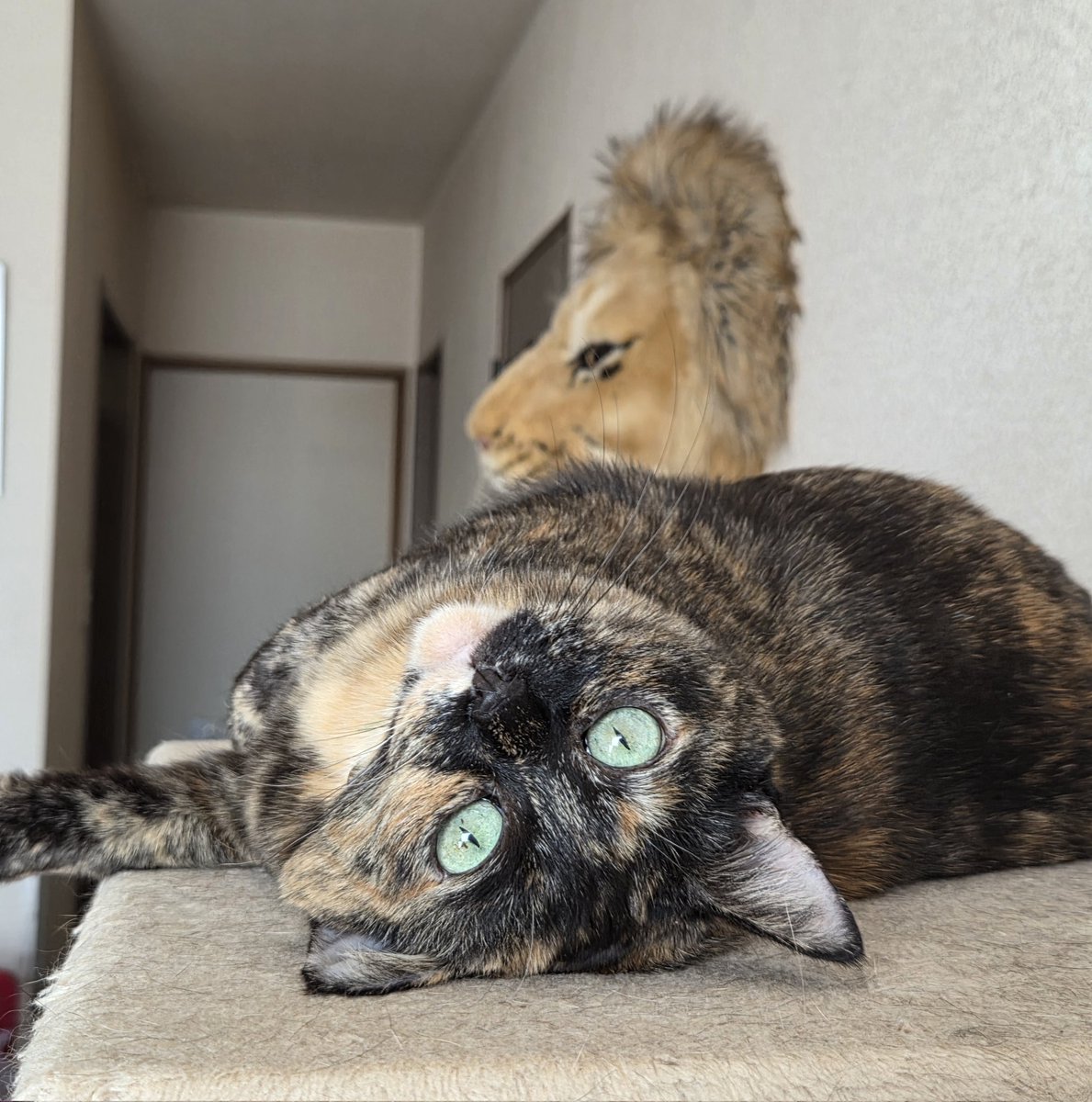 昨日お友達と集まってウキウキだったのに、 一枚も写真撮ってなかった