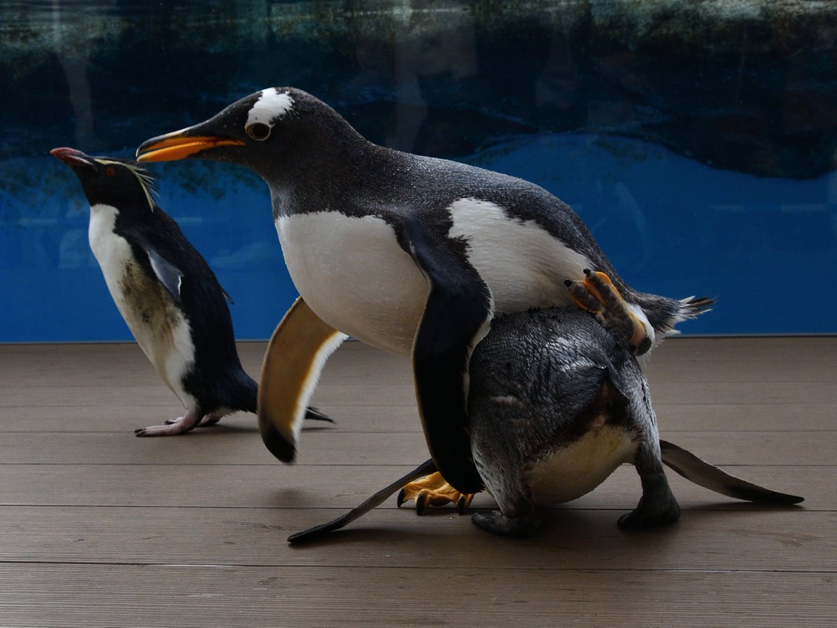 ペンギン 仙台うみの杜水族館のオウサマペンギン・ジェンツーペンギン・ミナミ