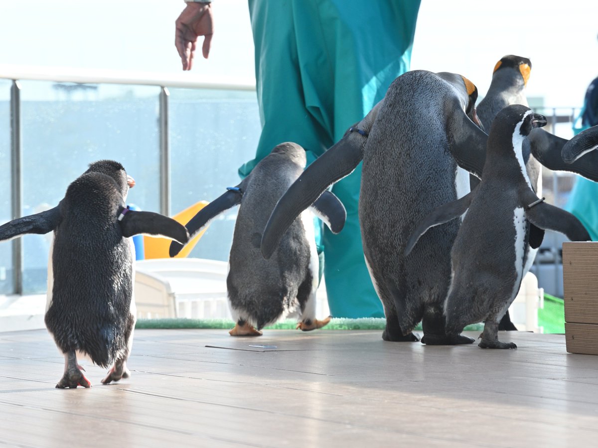 仙台うみの杜水族館のオウサマペンギン・ジェンツーペンギン・ミナミ