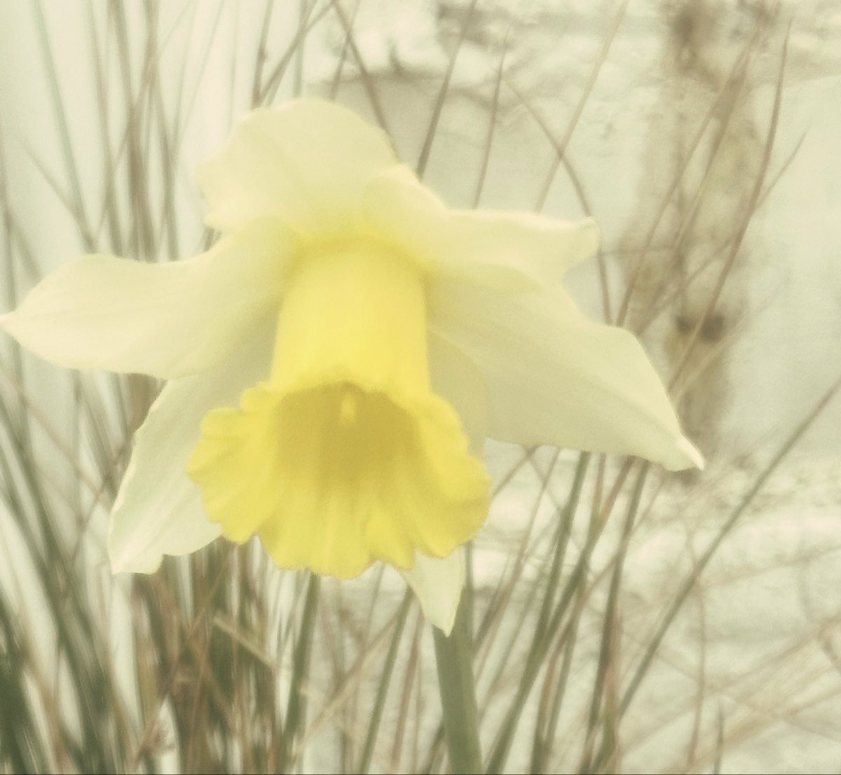 Mandy Pearse tweet media