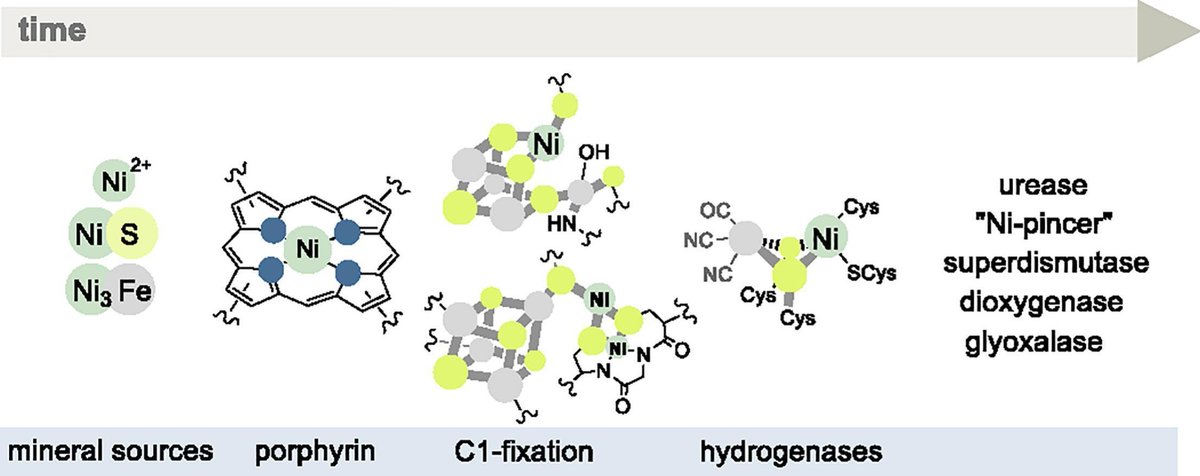 Nickel: Geochemistry, biochemistry and its role in chemical and biological evolutions
#nickel 
sciencedirect.com/science/articl…