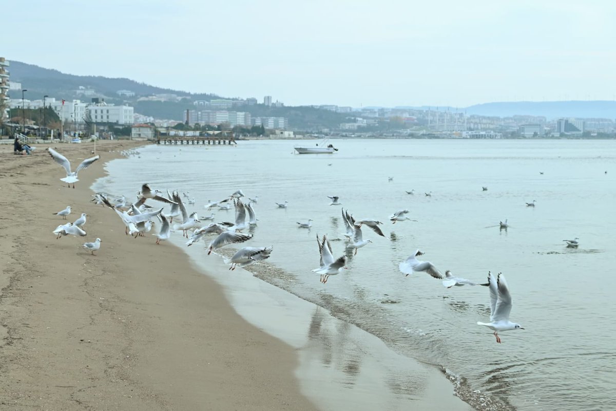 Martılar, söyleyin bana , bu dünyada mutluluk var mıdır,
Yoksa mutluluk çok uzaklarda kalan bir diyar mıdır ?  S. Güneş 
#Pazar