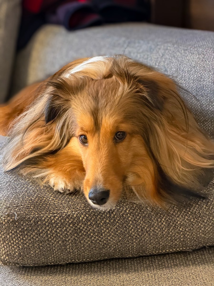 yujibi's tweet image. 明日から仕事でいうのが信じられない
犬がかわいい…くそっ…！！