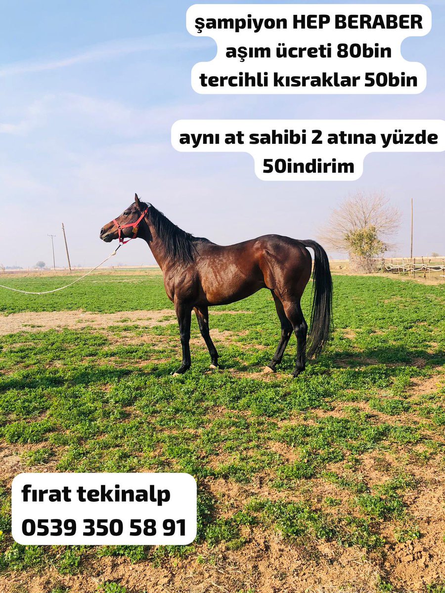 TEKİNALP HARASI (FIRAT TEKİNALP) tweet media